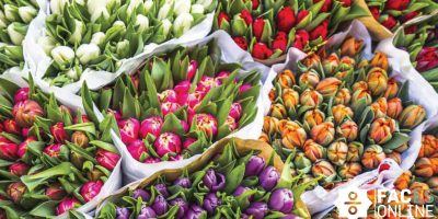 Een grachtenpand of toch een tulp?