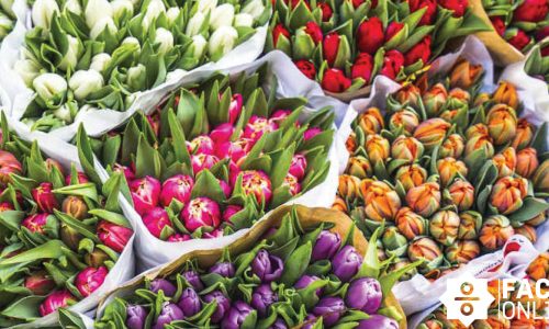 A canal house or a tulip after all?